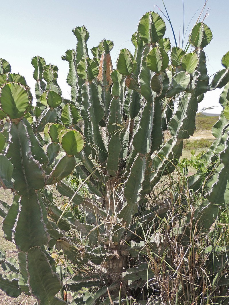 Euphorbia magnicapsula photo 3