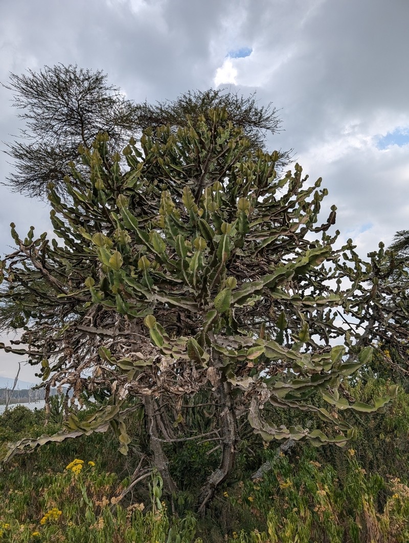 Euphorbia magnicapsula photo 4