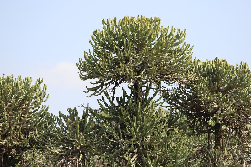 Euphorbia magnicapsula photo 5