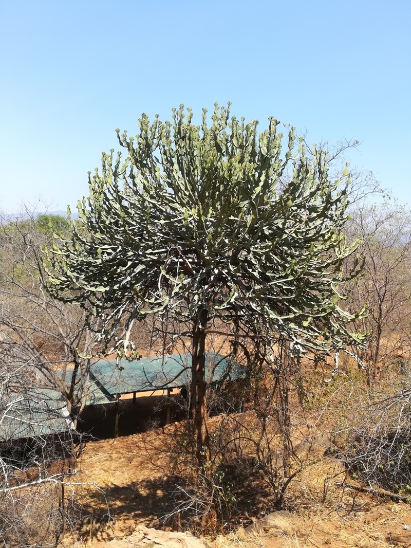 Euphorbia magnicapsula photo 8