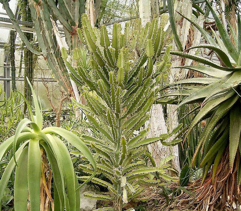 Euphorbia magnicapsula var. lacertosa