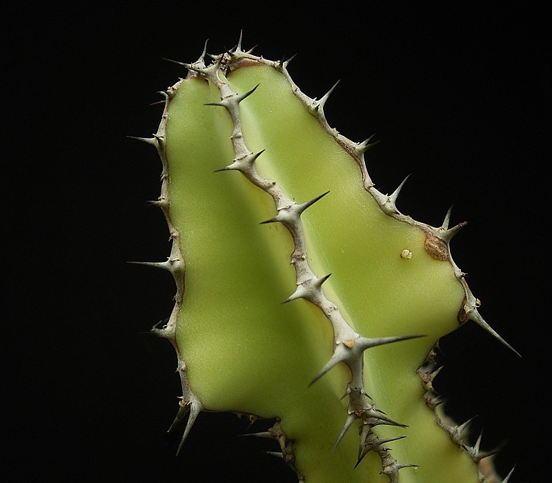 Euphorbia magnicapsula var. lacertosa photo 2