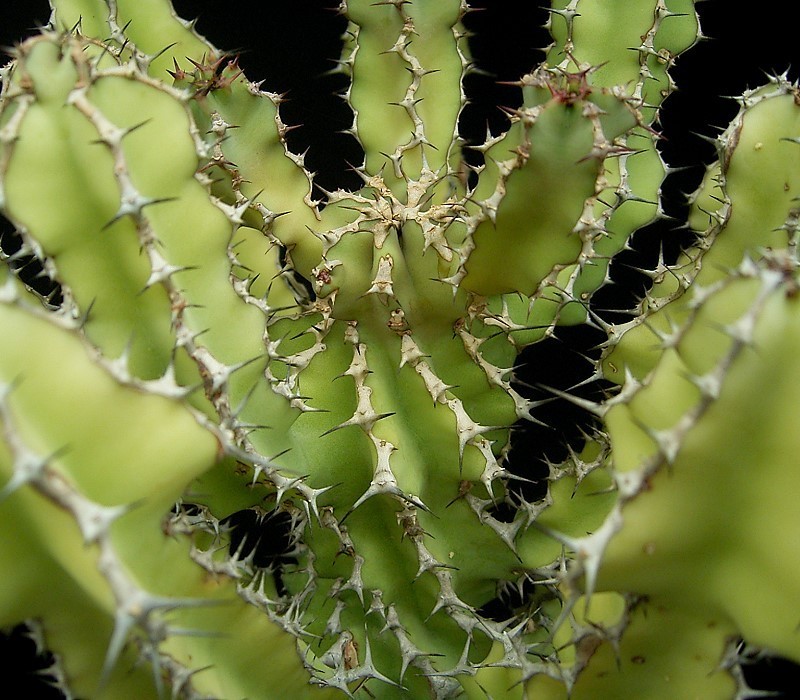 Euphorbia magnicapsula var. lacertosa photo 3