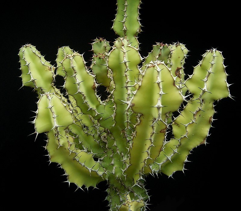 Euphorbia magnicapsula var. lacertosa photo 4