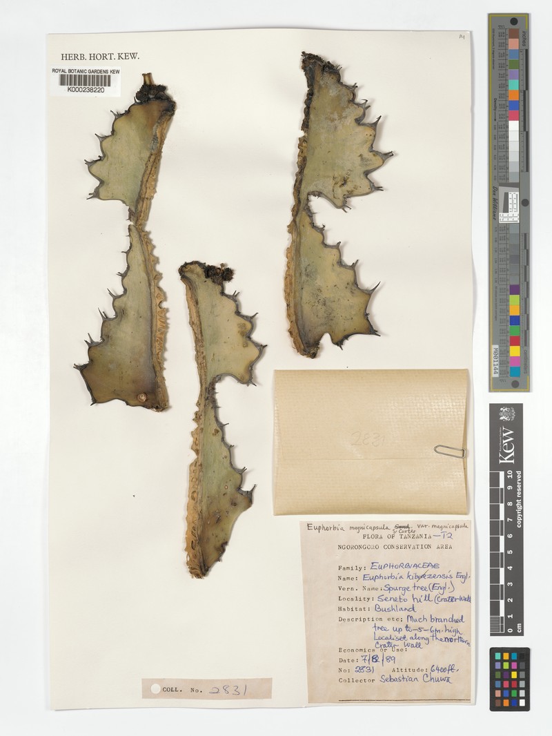 Euphorbia magnicapsula var. magnicapsula