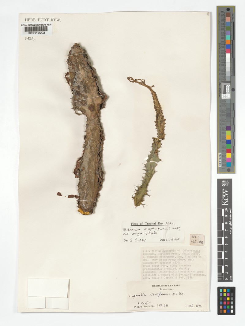 Euphorbia magnicapsula var. magnicapsula photo 2