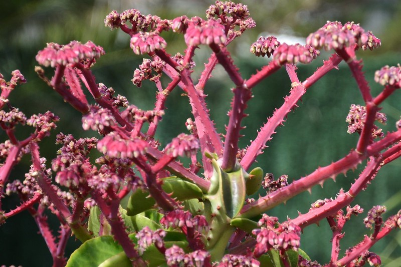 Euphorbia magnifica photo 2