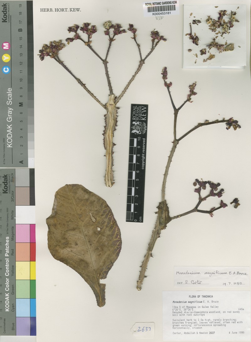 Euphorbia magnifica photo 3
