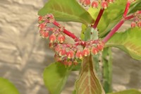 Euphorbia magnifica