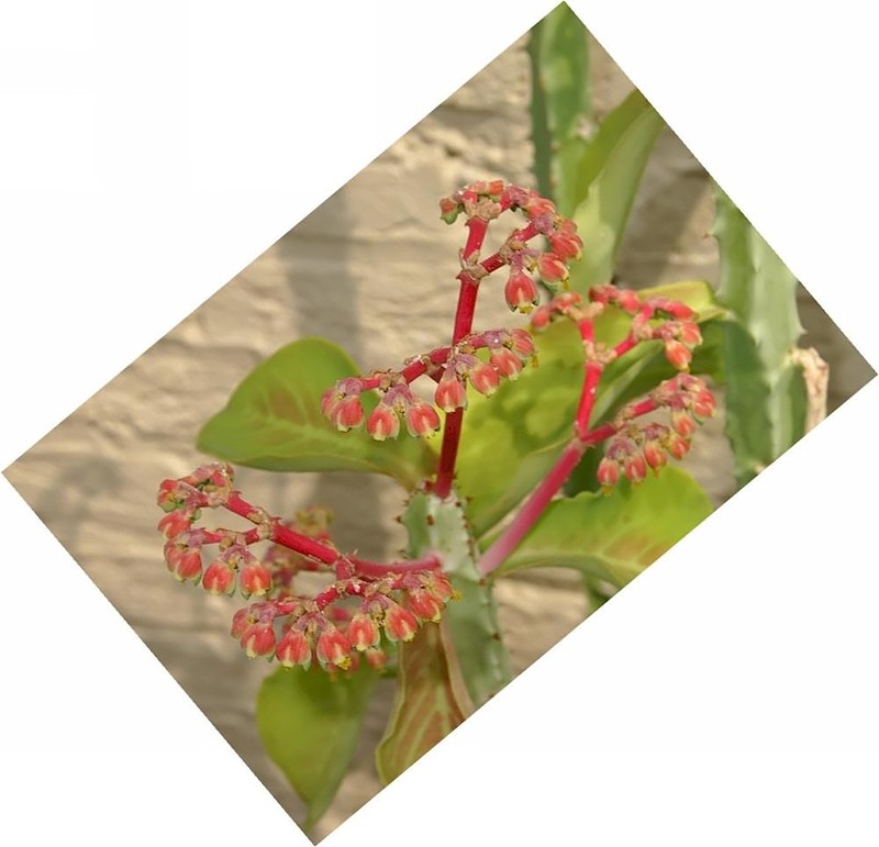 Euphorbia magnifica photo 5