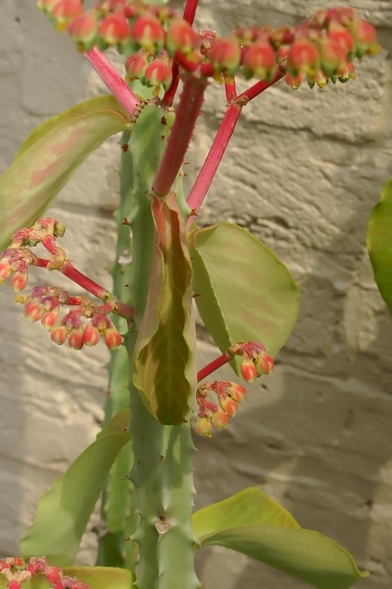 Euphorbia magnifica photo 6