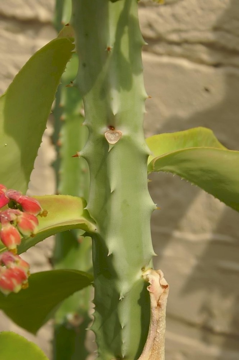Euphorbia magnifica photo 7