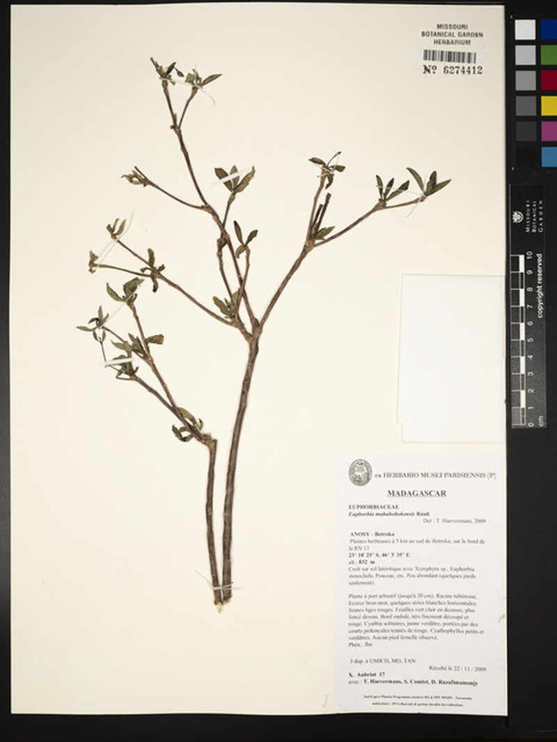 Euphorbia mahabobokensis photo 2