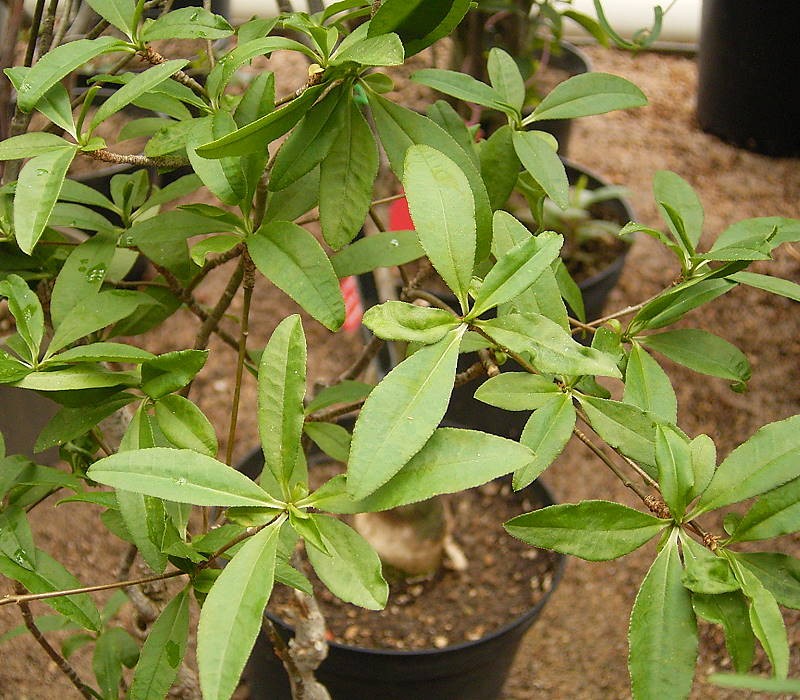 Euphorbia mahabobokensis