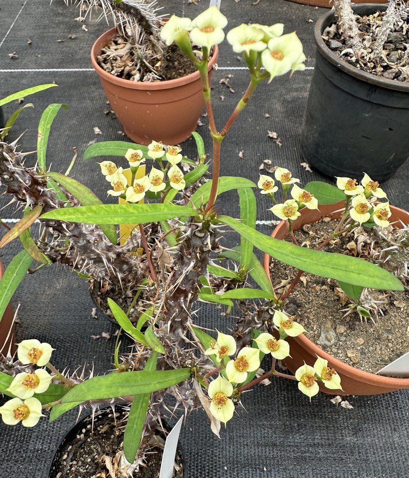 Euphorbia mahafalensis