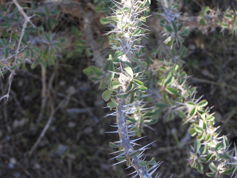 Euphorbia mahafalensis photo 2