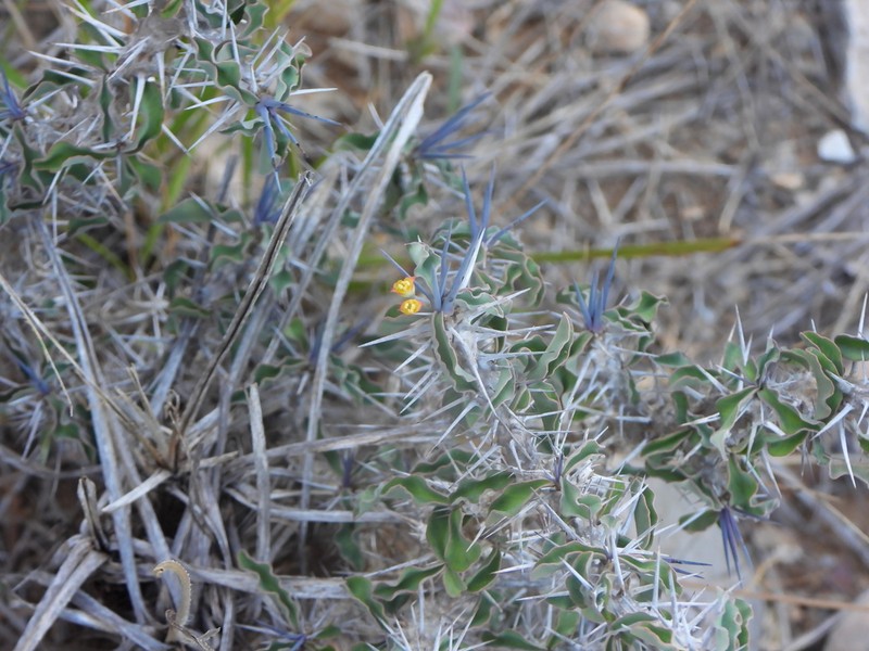 Euphorbia mahafalensis photo 3