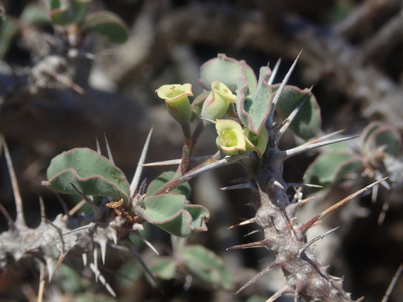 Euphorbia mahafalensis photo 4