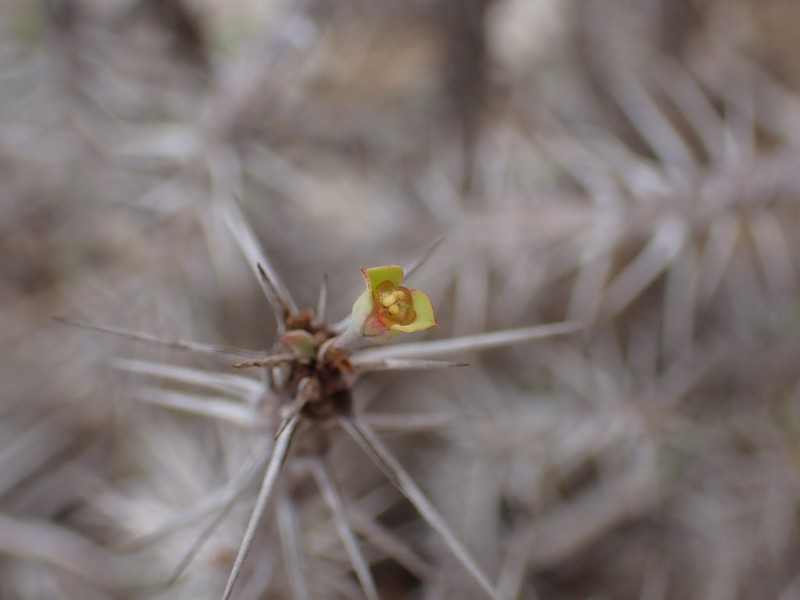 Euphorbia mahafalensis photo 5