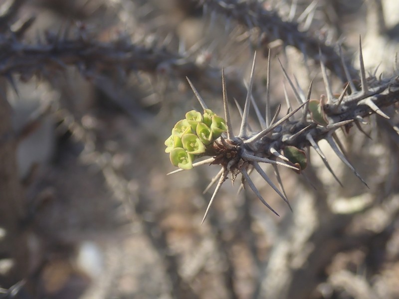 Euphorbia mahafalensis photo 6