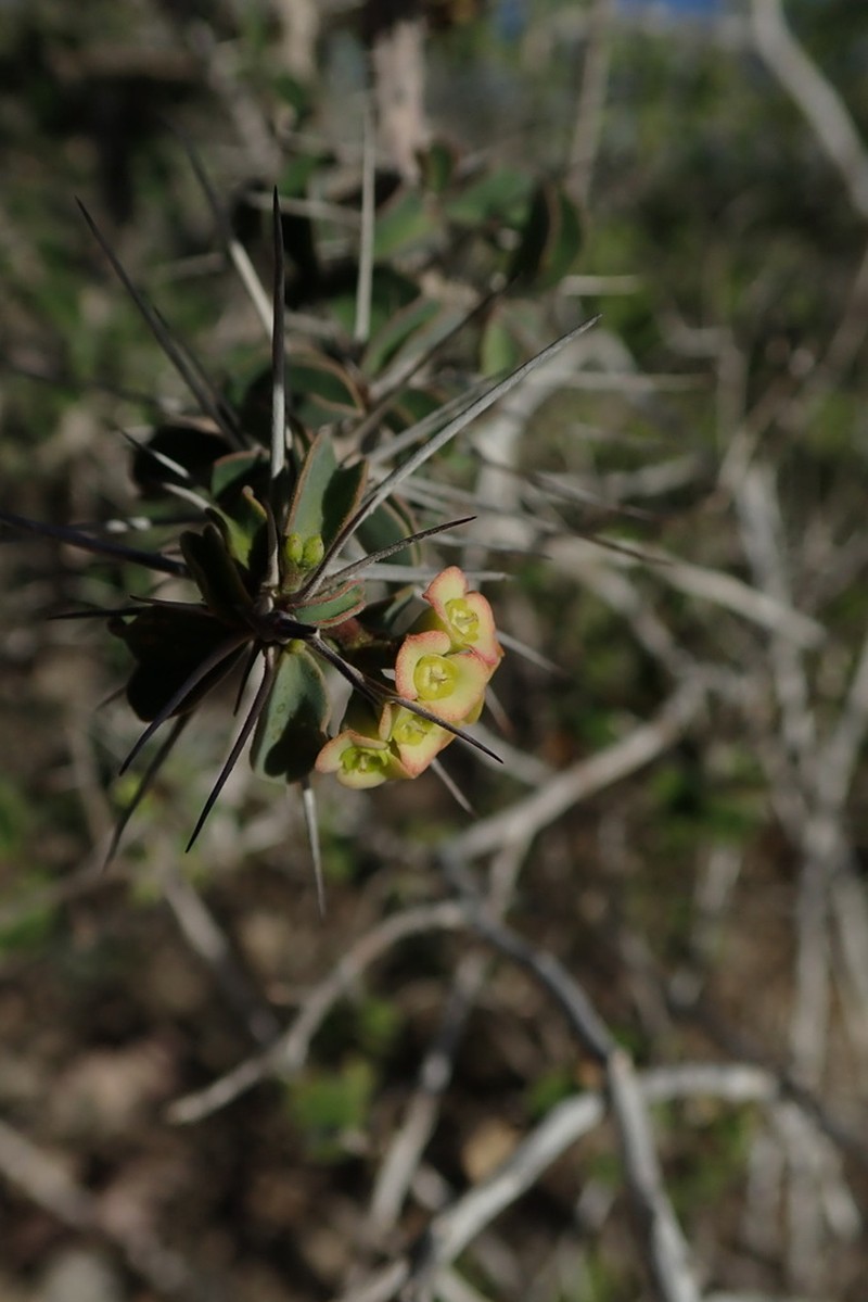Euphorbia mahafalensis photo 7