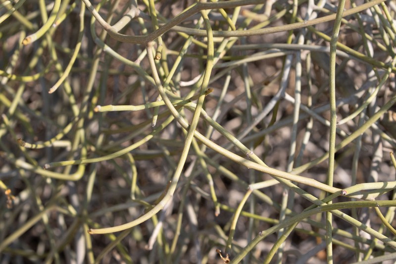 Euphorbia mainty photo 2