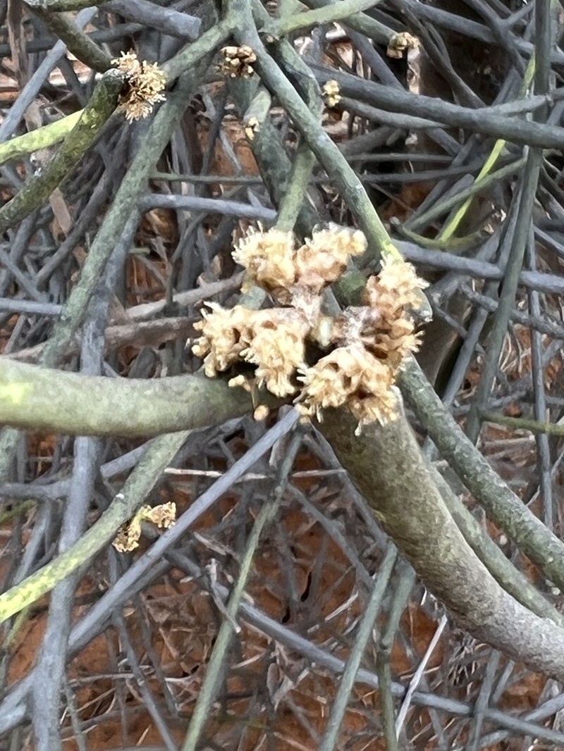 Euphorbia mainty photo 4