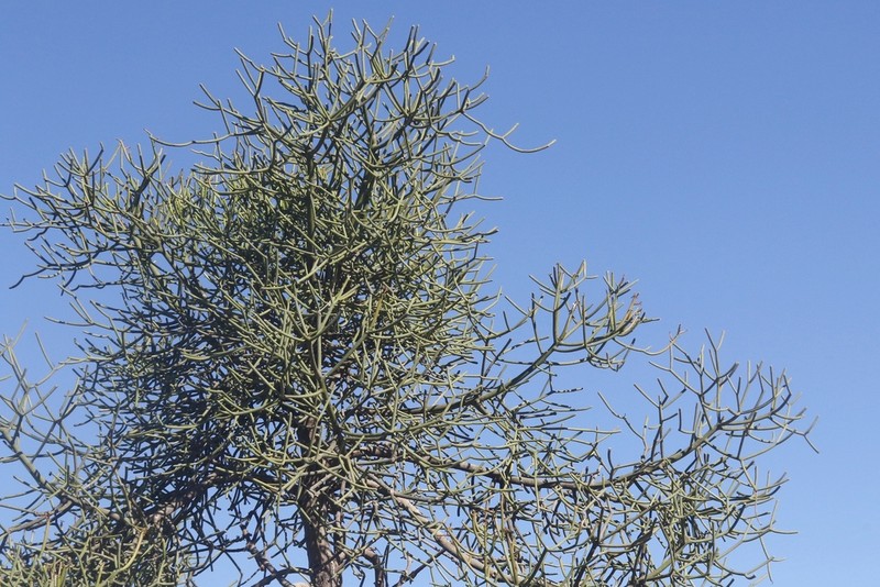 Euphorbia mainty photo 5
