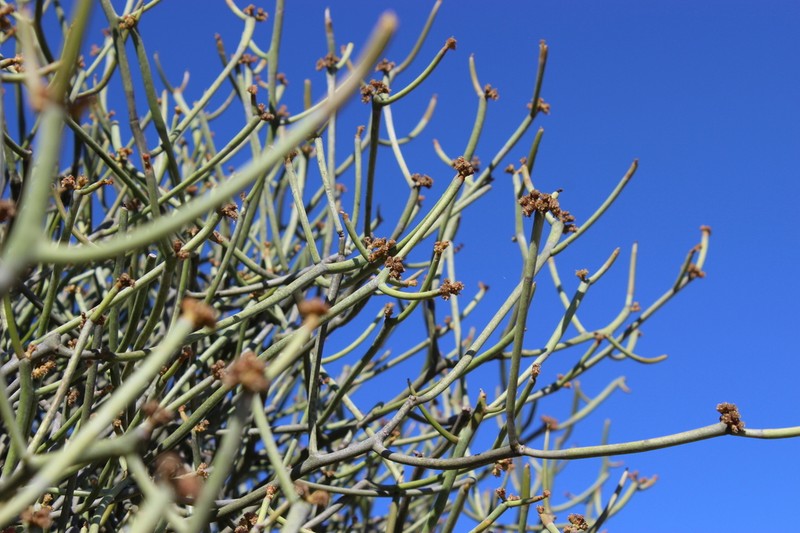 Euphorbia mainty photo 8