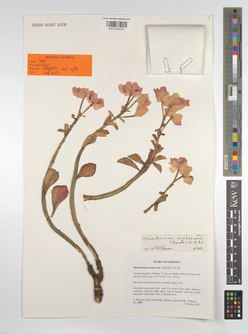 Euphorbia major