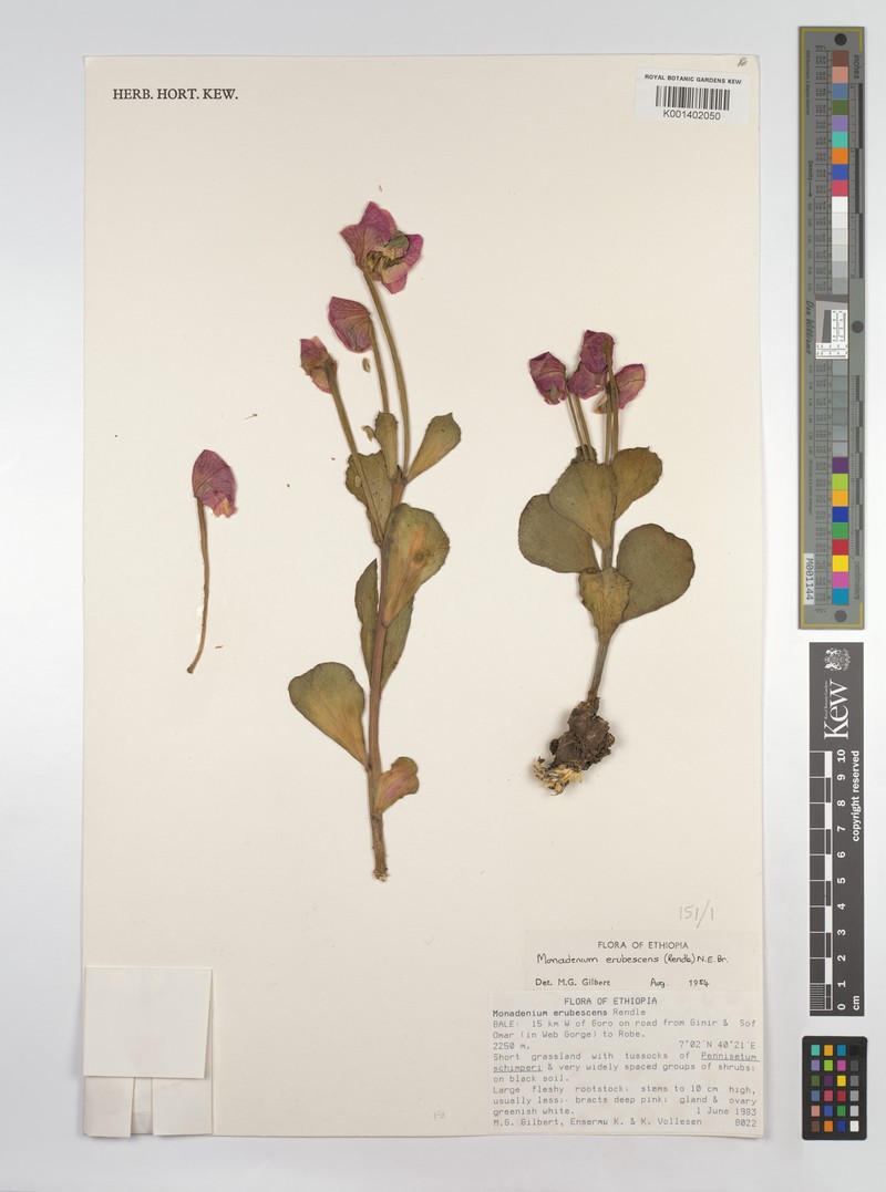 Euphorbia major photo 2