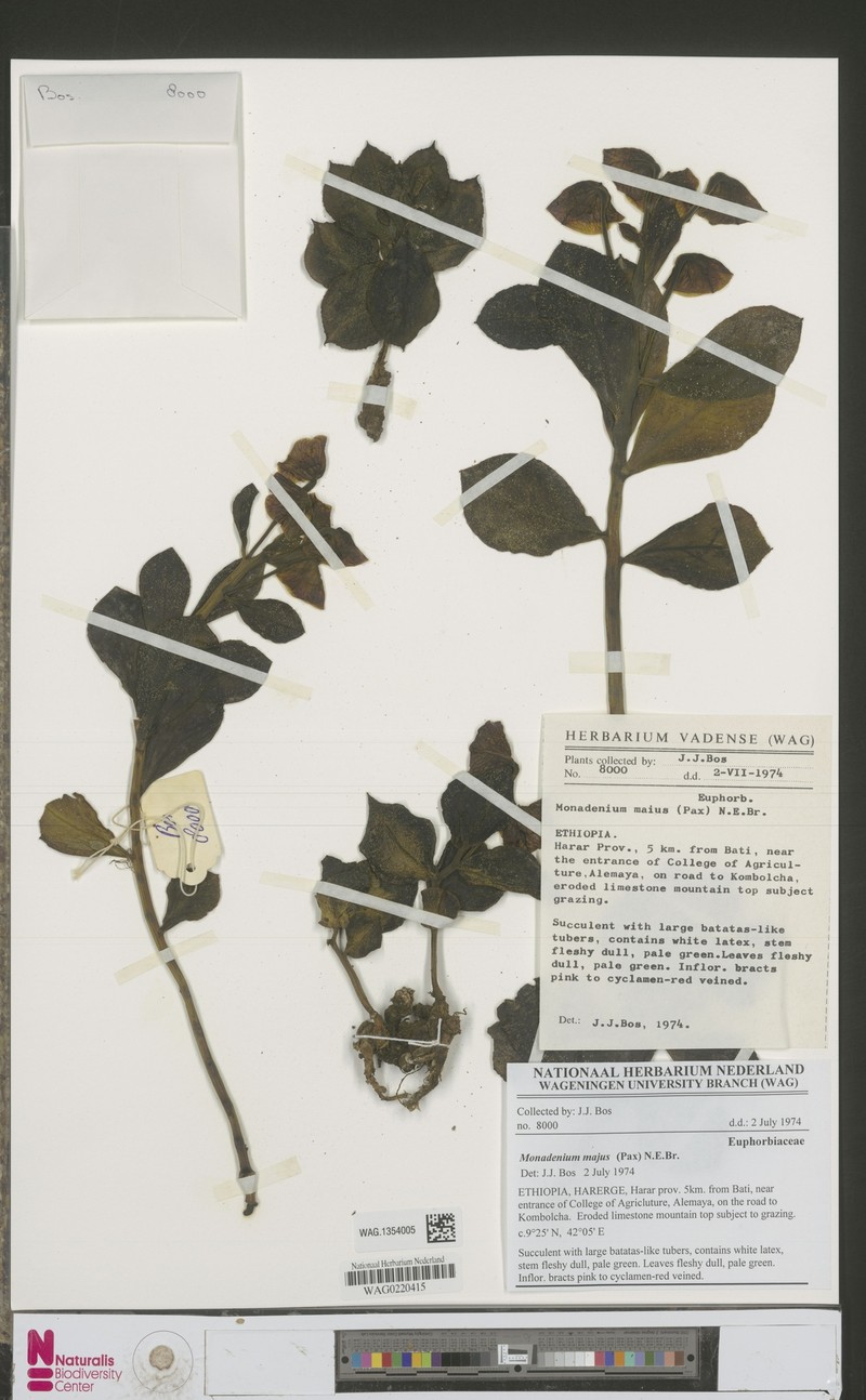 Euphorbia major photo 3