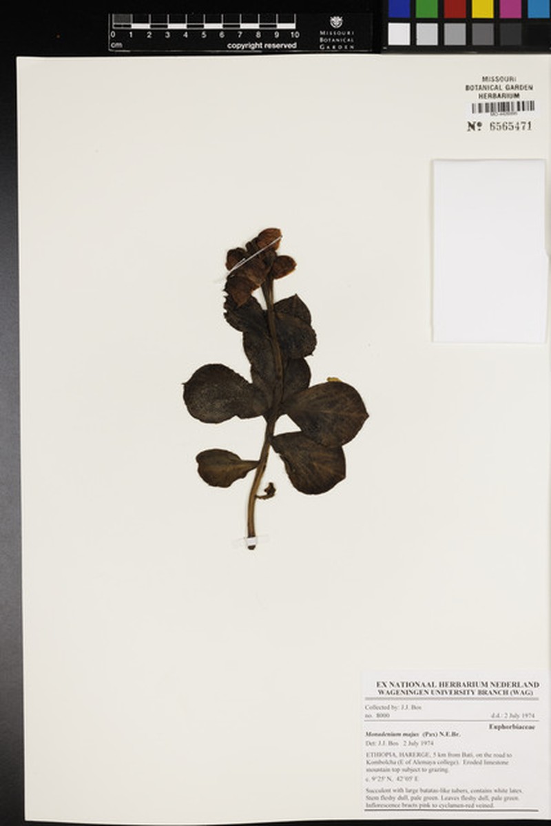 Euphorbia major photo 4
