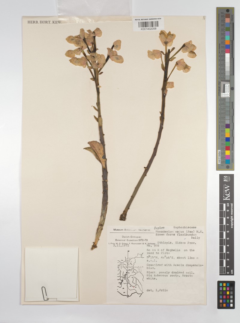 Euphorbia major photo 5