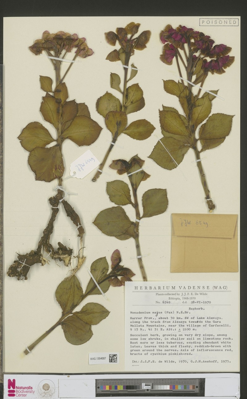 Euphorbia major photo 6