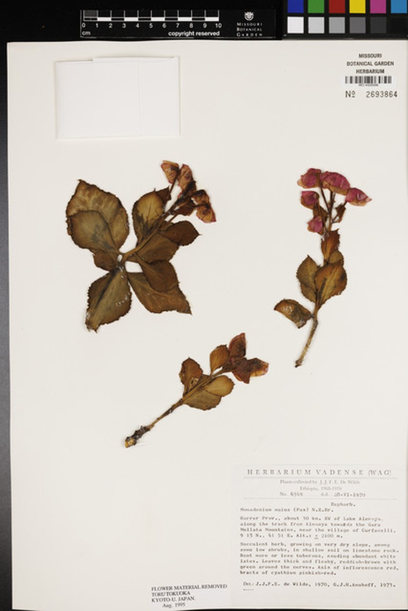 Euphorbia major photo 7