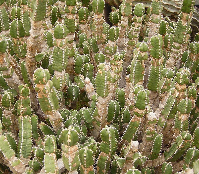 Euphorbia makallensis
