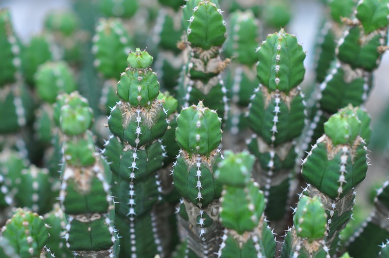 Euphorbia makallensis photo 2