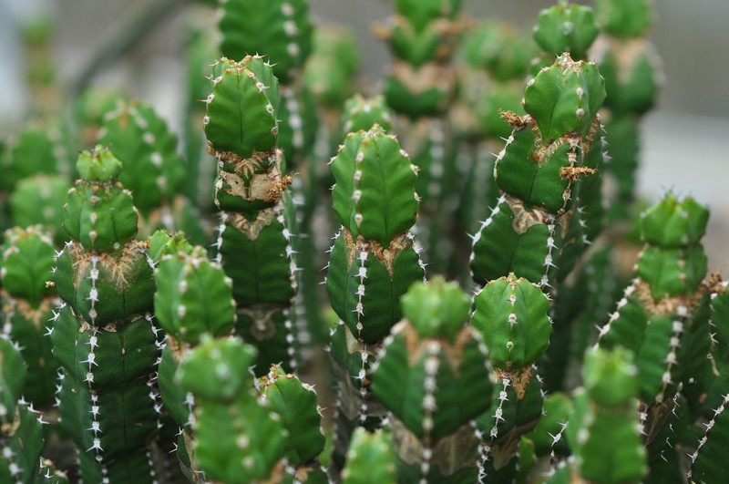 Euphorbia makallensis photo 3