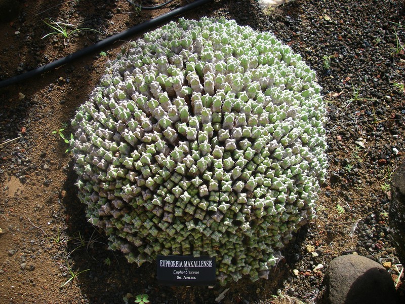 Euphorbia makallensis photo 4