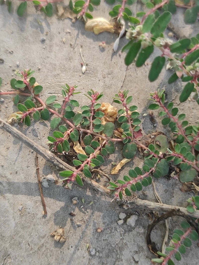 Euphorbia makinoi photo 2
