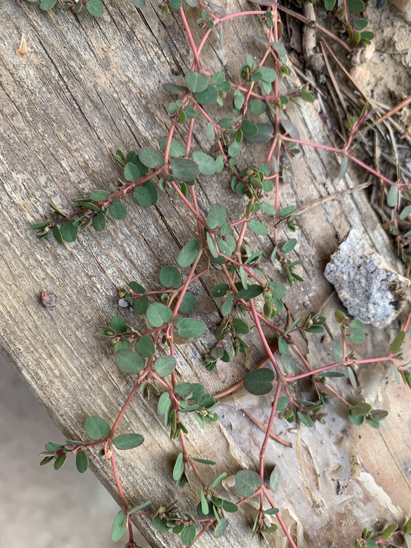 Euphorbia makinoi photo 3
