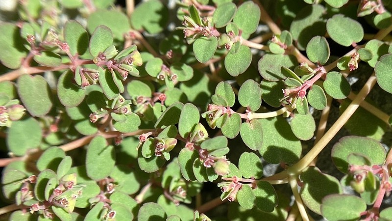 Euphorbia makinoi photo 4