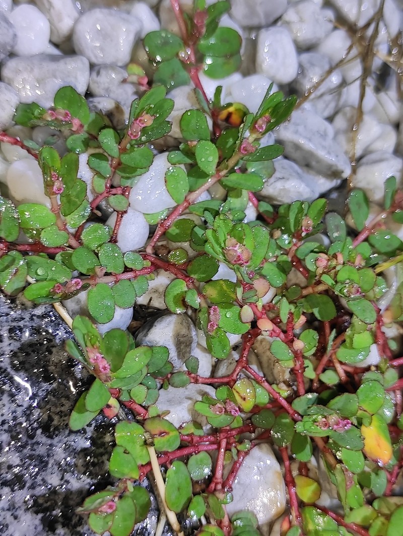 Euphorbia makinoi photo 5