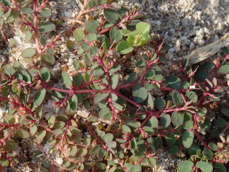 Euphorbia makinoi photo 6