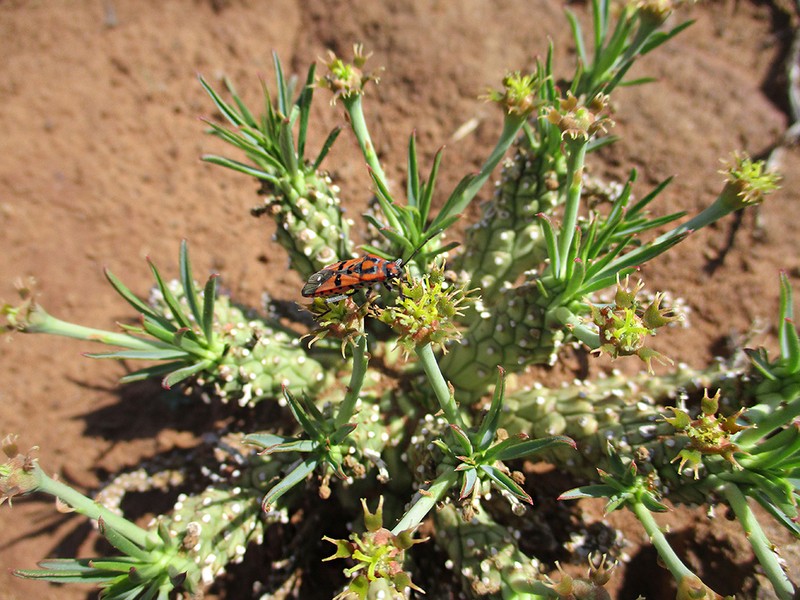 Euphorbia maleolens
