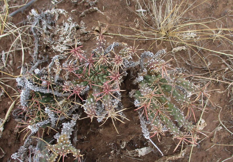 Euphorbia maleolens photo 2