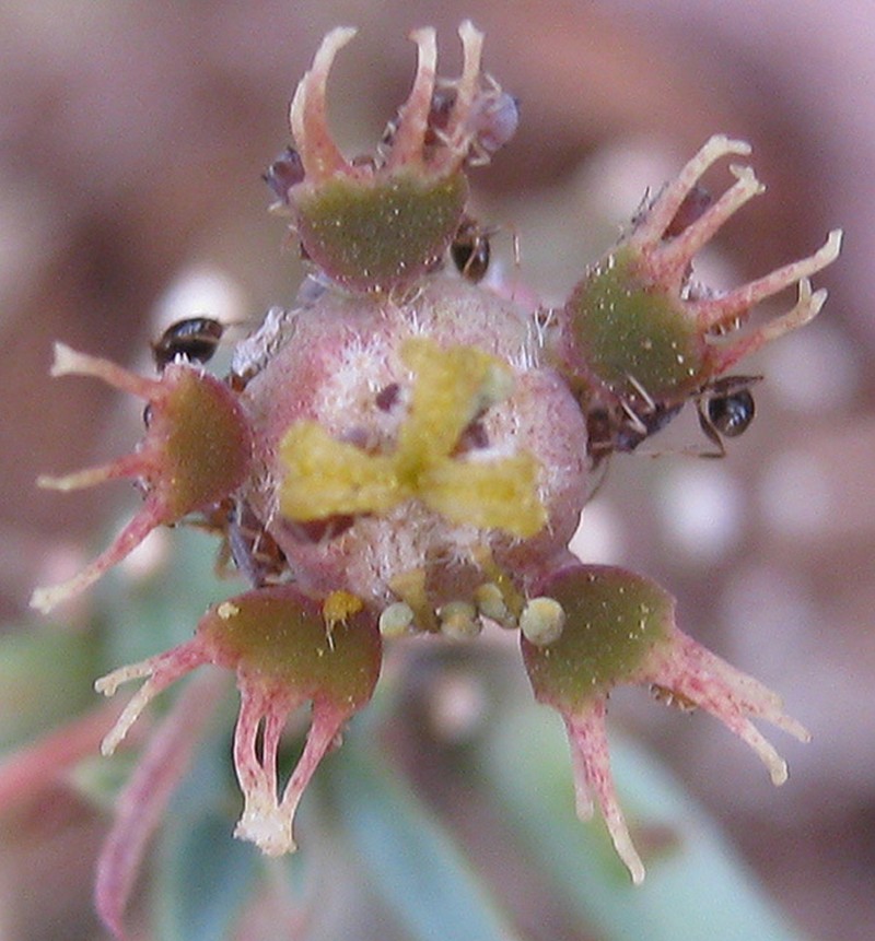 Euphorbia maleolens photo 3