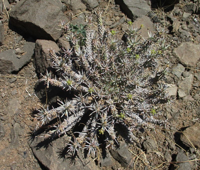 Euphorbia maleolens photo 4