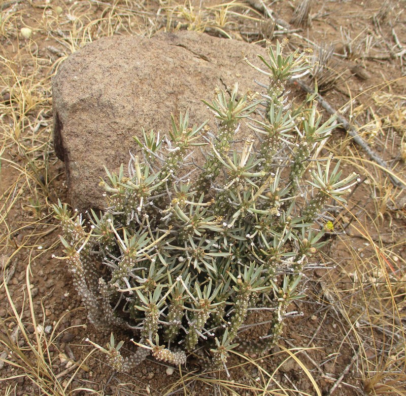 Euphorbia maleolens photo 5